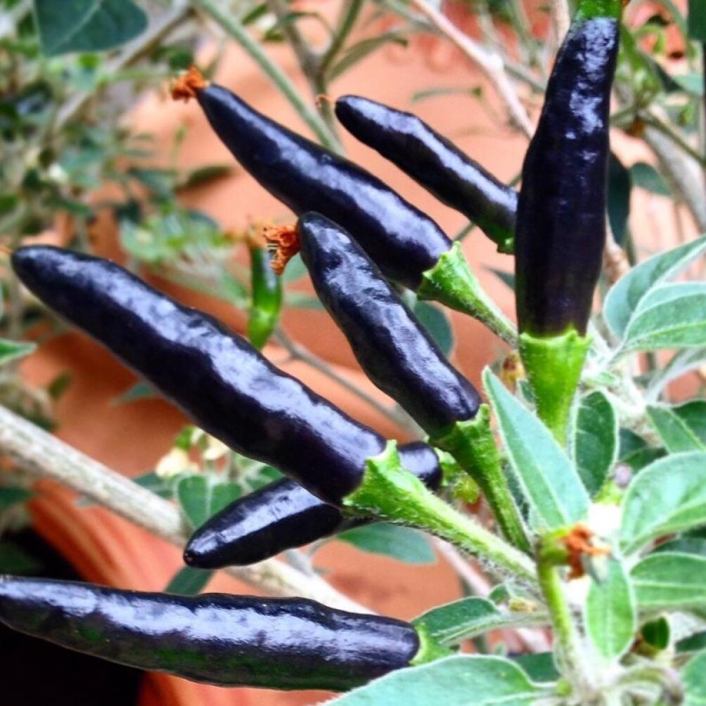 

Семена Перец острый Черная кобра, Goats Weed 5 ШТ