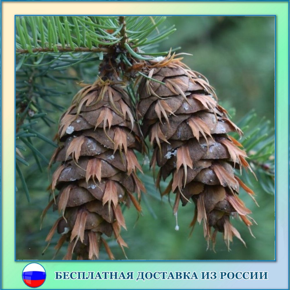 

Псевдотсуга Мензиса сизая Glauca семена 15 ШТ