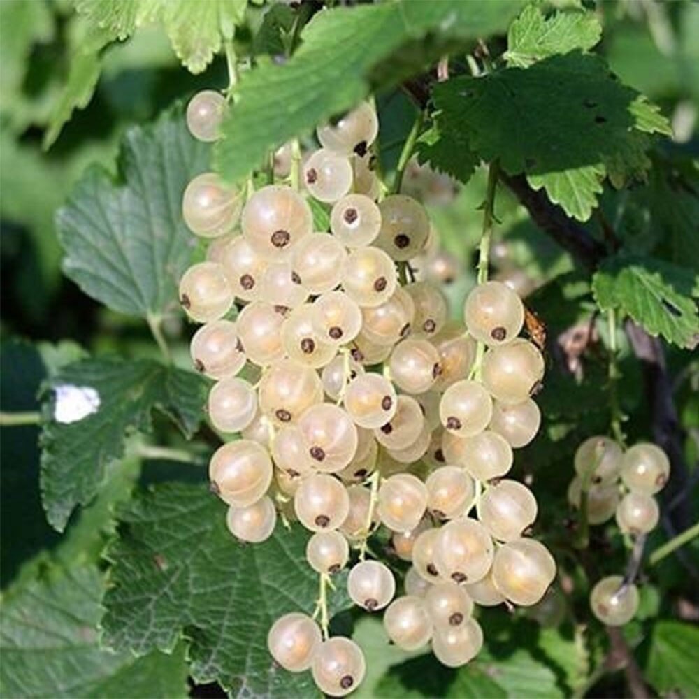 

Семена Белая смородина 50 ШТ