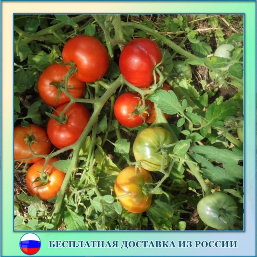 

Томат Монгольский карлик семена 10 шт.