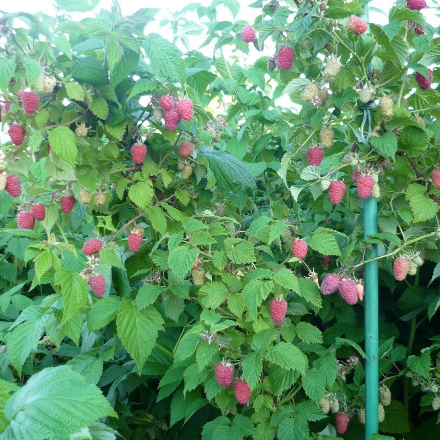 

Малина красная крупная Маросейка семена 50 шт.