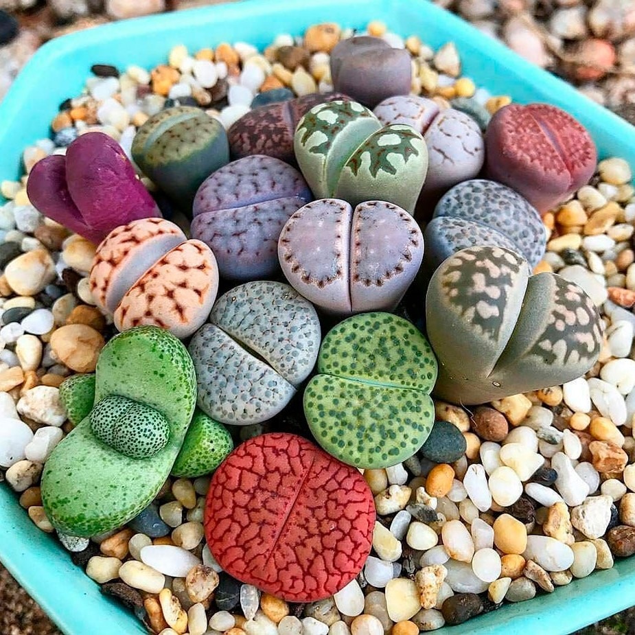 

Семена Суккулент Lithops mix 10 ШТ