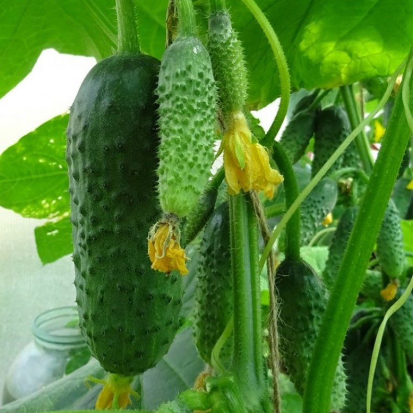 

Огурец Феникс семена 20 шт.