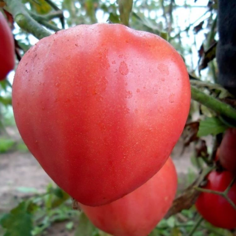 Томат Бычье Сердце розовый семена 10 шт.