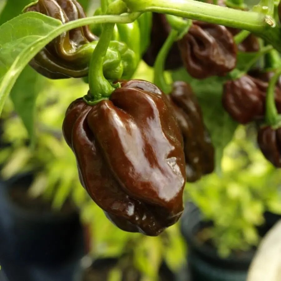 

Семена Перец острый Habanero Chocolate 5 ШТ