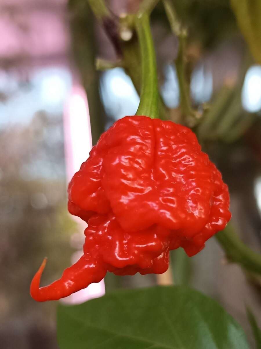 

Семена Острый перец Carolina Reaper красный, 5 штук