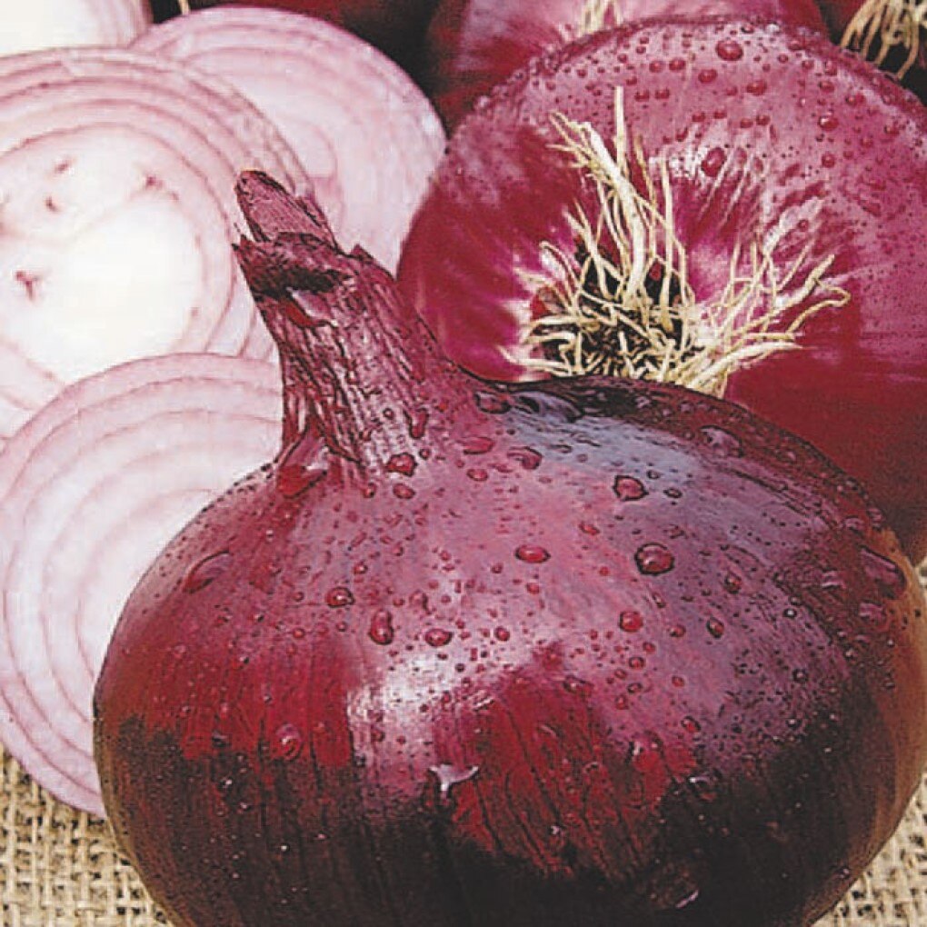 Семена Лук репчатый Кармен 50 ШТ