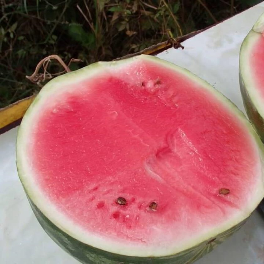 

Семена арбуза Арбуз Продюсер Орешка 10 шт.