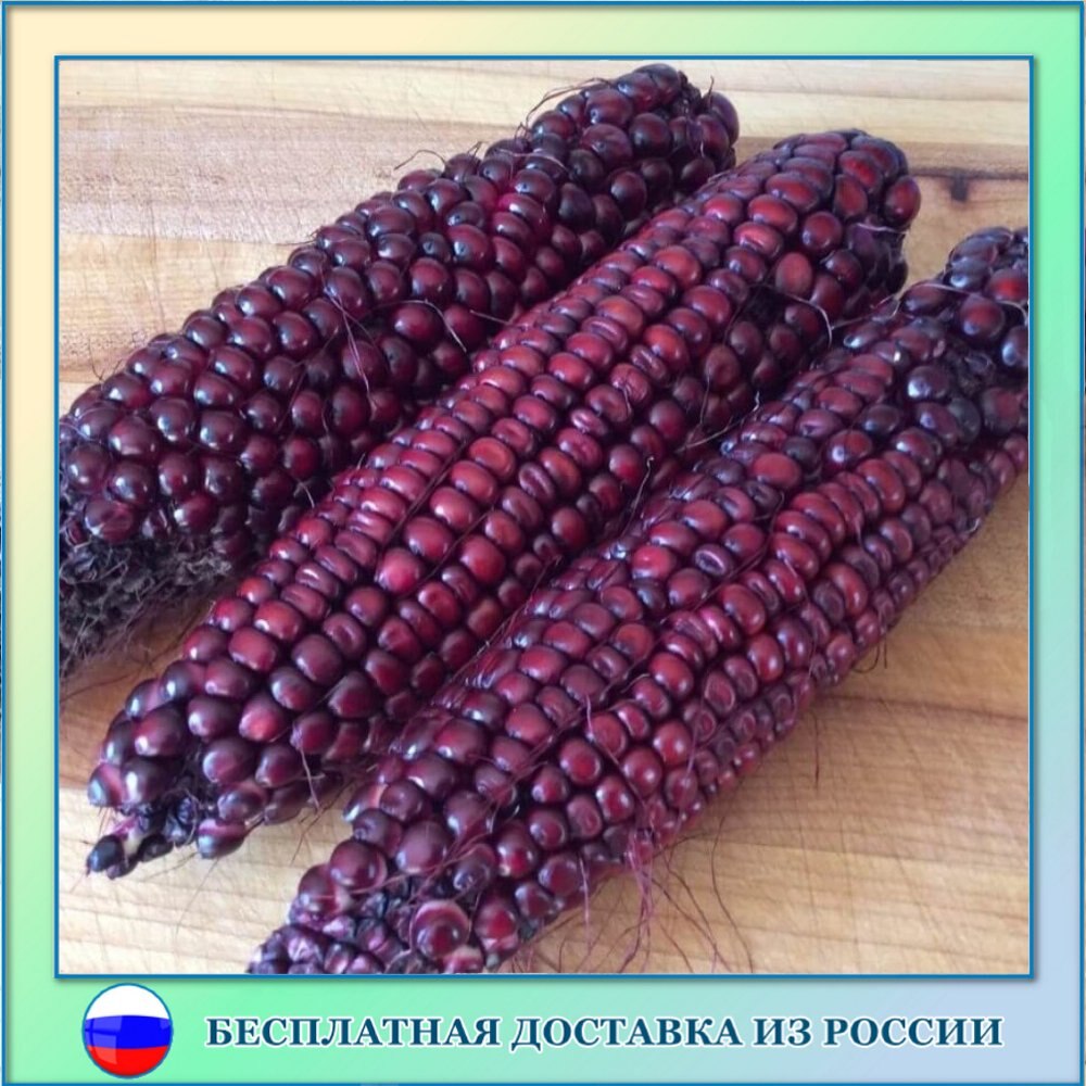 

Кукуруза цветная Рубин семена 10 ШТ