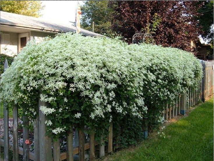 

Клематис маньчжурский Семена 10 шт