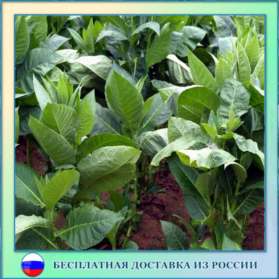 

Табак Havana Gold leaf семена 300 шт.