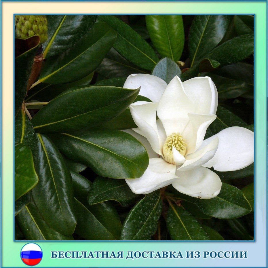 

Магнолия грандифлора семена 5 ШТ