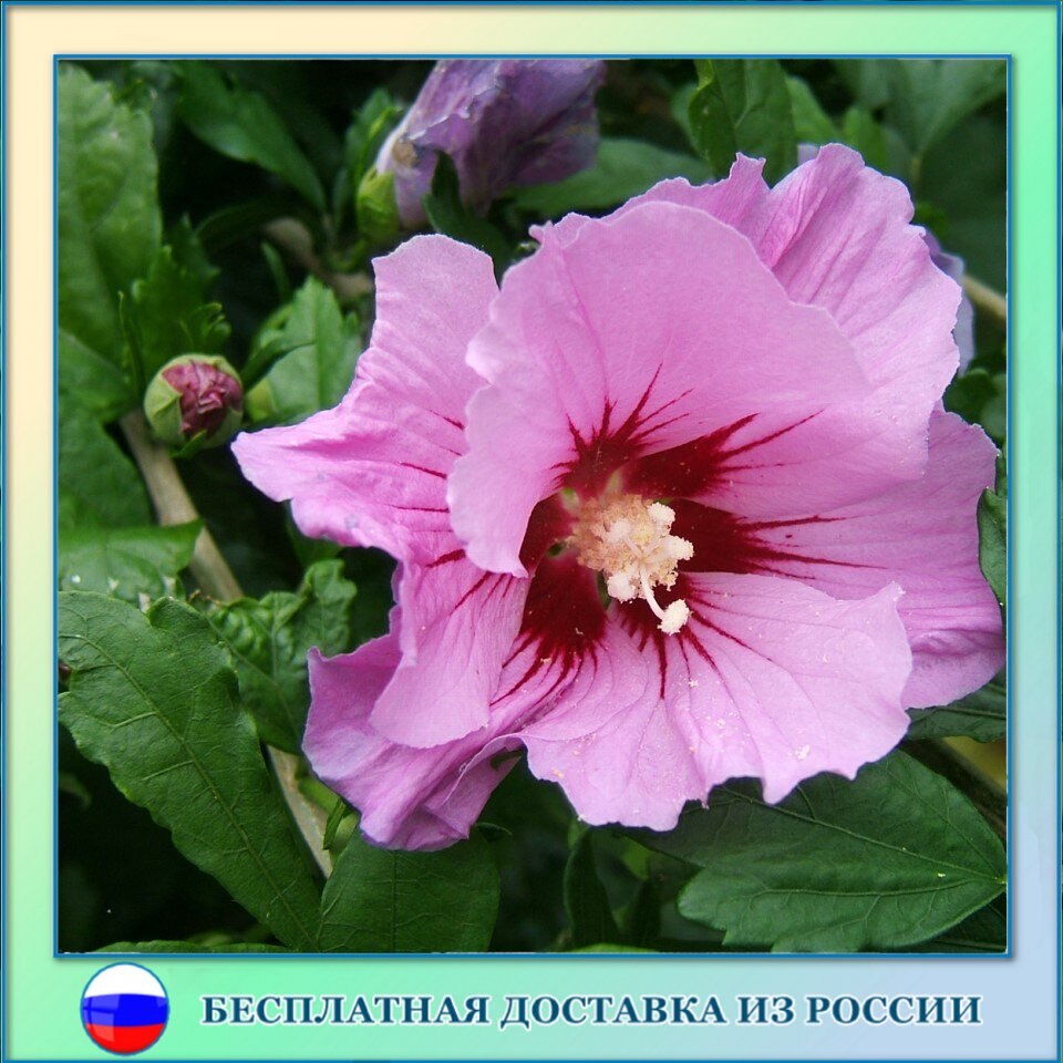 

Гибискус сирийский микс семена 30 ШТ