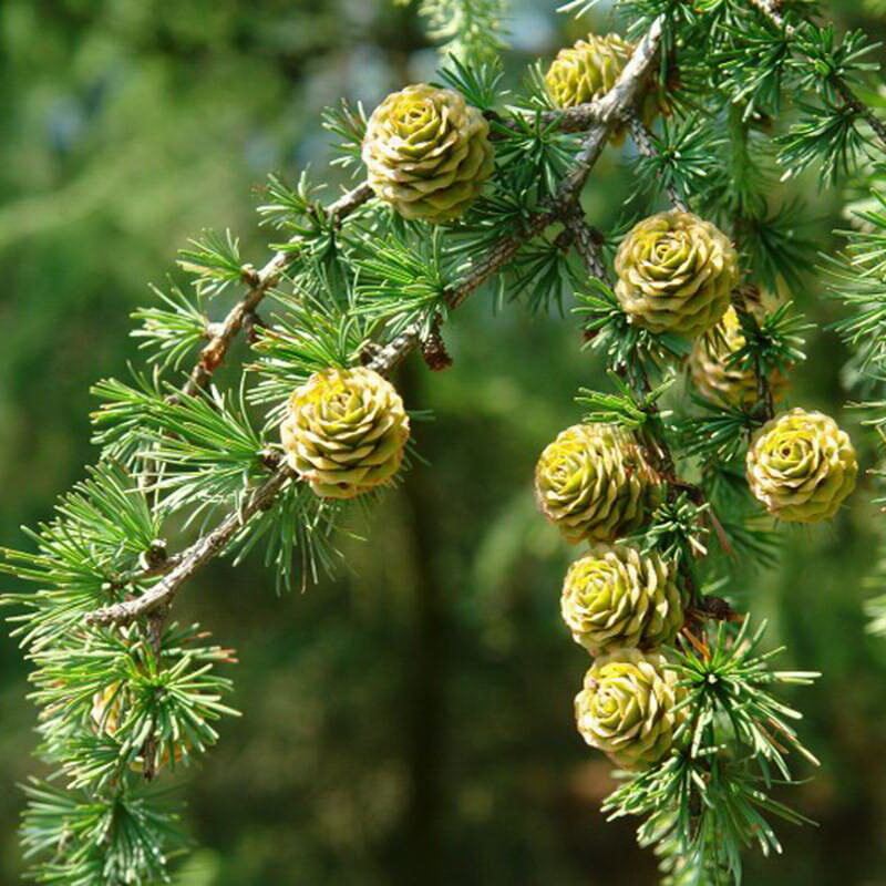 

Семена Лиственницы Японской Орешка 30 шт.
