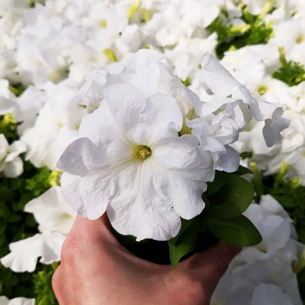 

Семена цветов для сада Петуния F1 petunia seeds 10 шт в упаковке