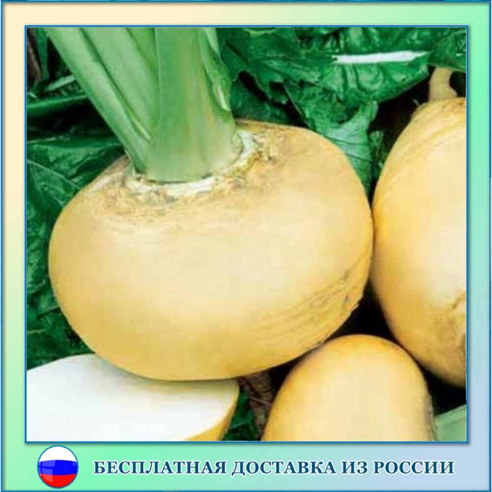 

Репа Петровская семена 50 ШТ
