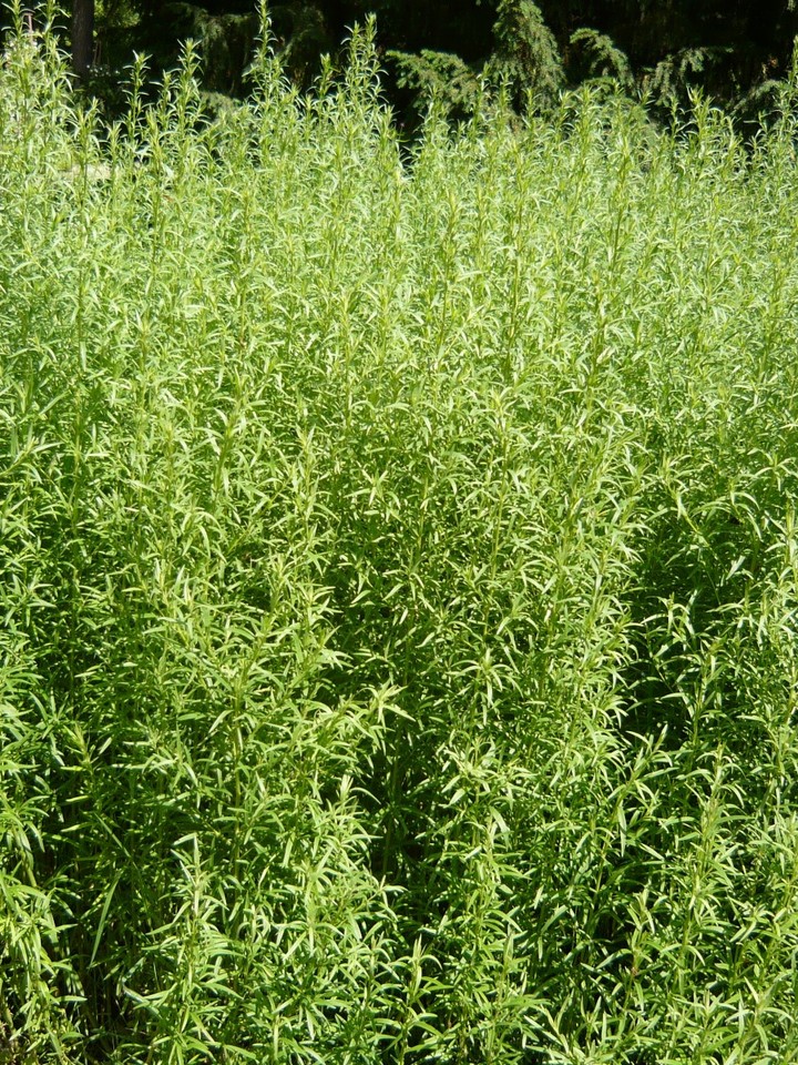 

Семена Эстрагон Тархун (Artemisia dracunculus), 25 штук