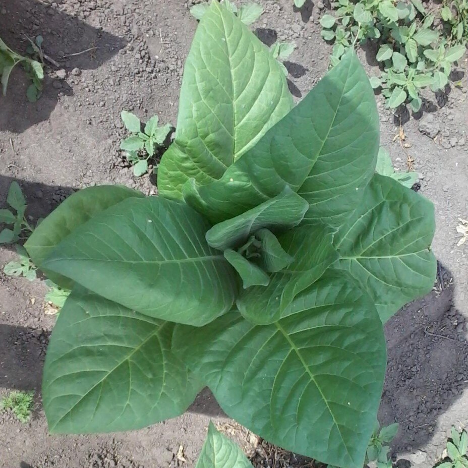 

Семена Табак Burley TH-90, 300 ШТ