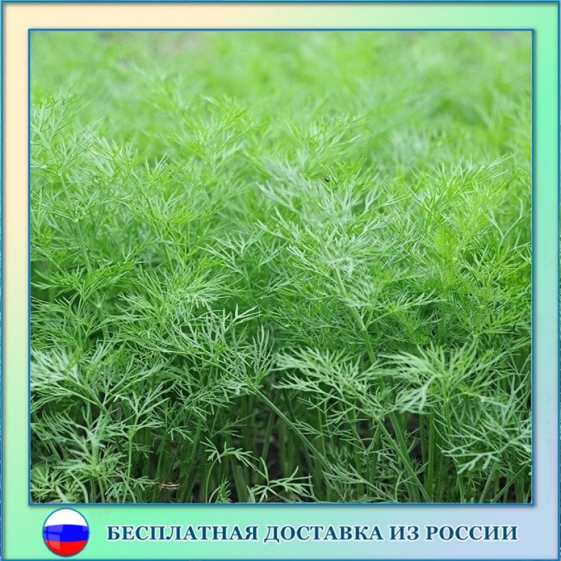 

Укроп Скиф семена 100 ШТ