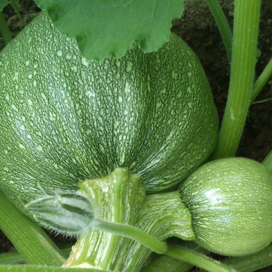 

Кабачок Тинторетто семена 10 шт.