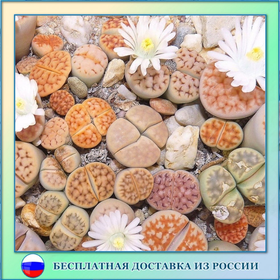 

Суккулент Литопс Lithops Karasmontana mix семена 10 шт.