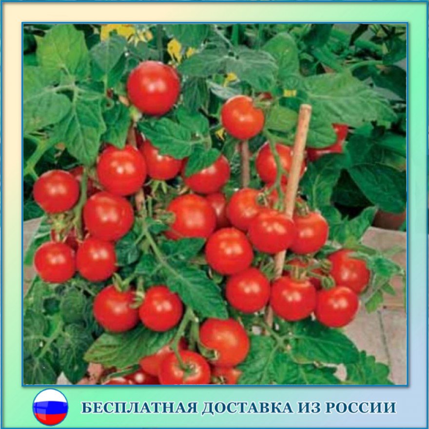 

Томат Балконное чудо семена 10 шт.