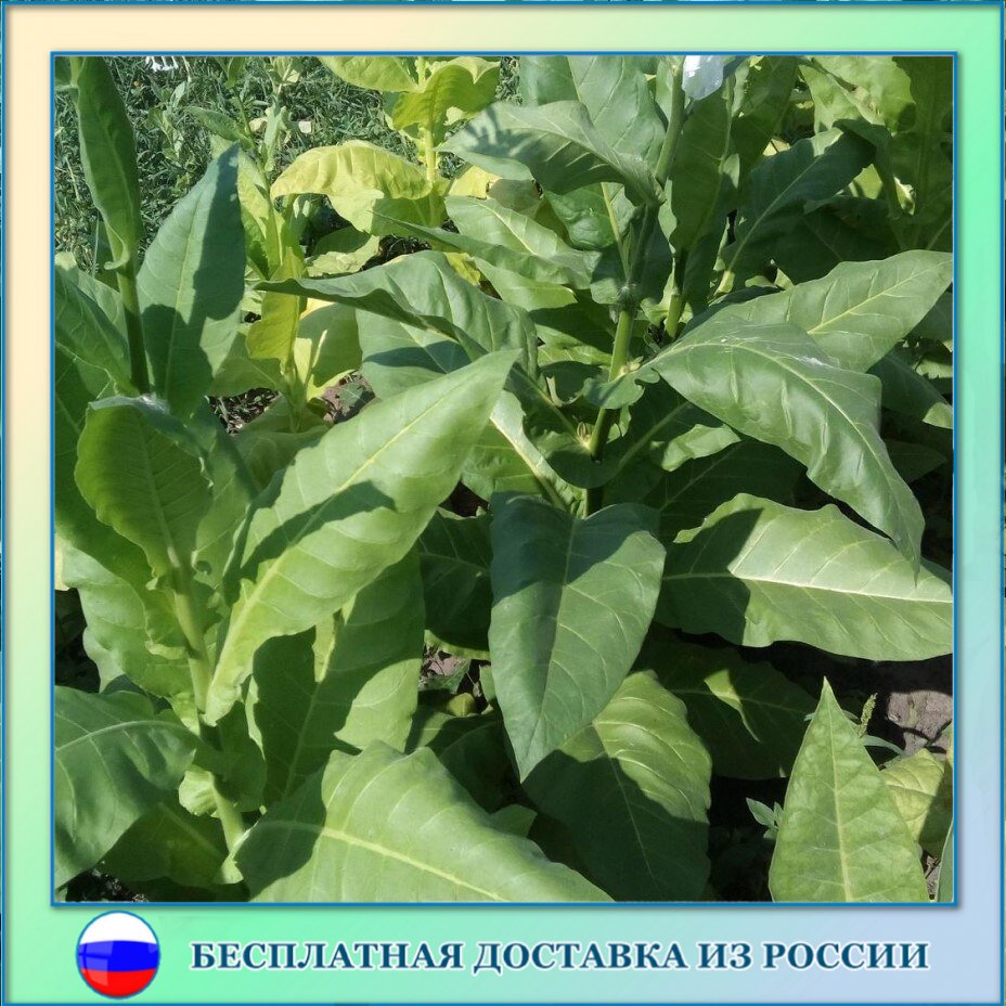 

Табак Латакия семена 300 ШТ