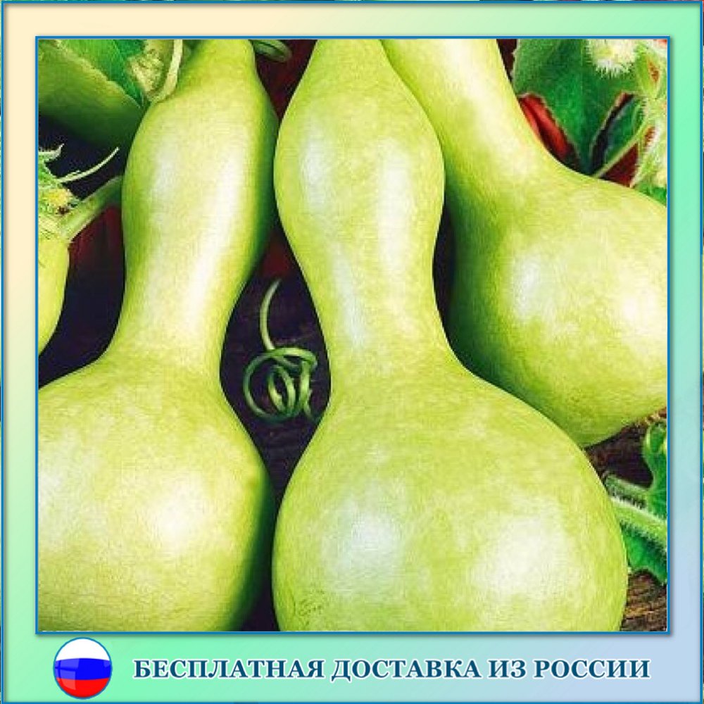 

Семена тыквы декоративной Гигантская бутылка Орешка 5 шт.