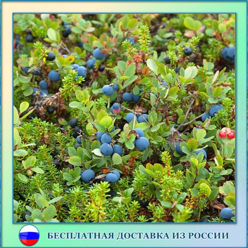 

Черника лесная дикая семена 30 ШТ