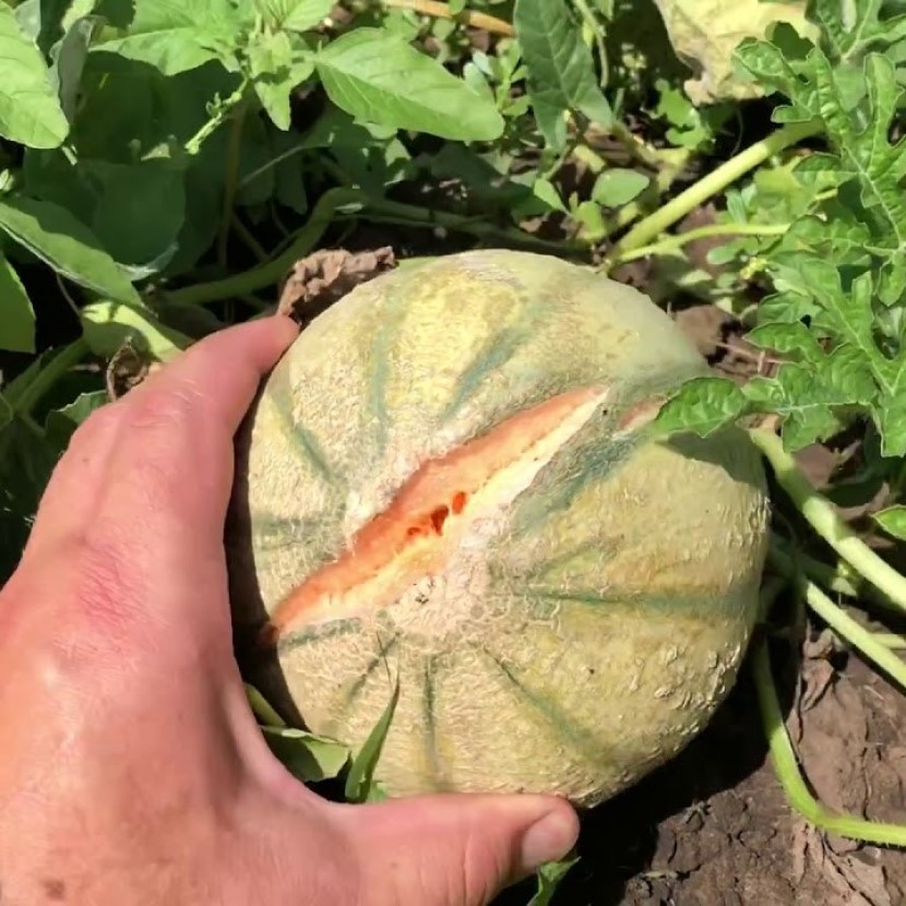 

Дыня Шаранте семена 10 шт.