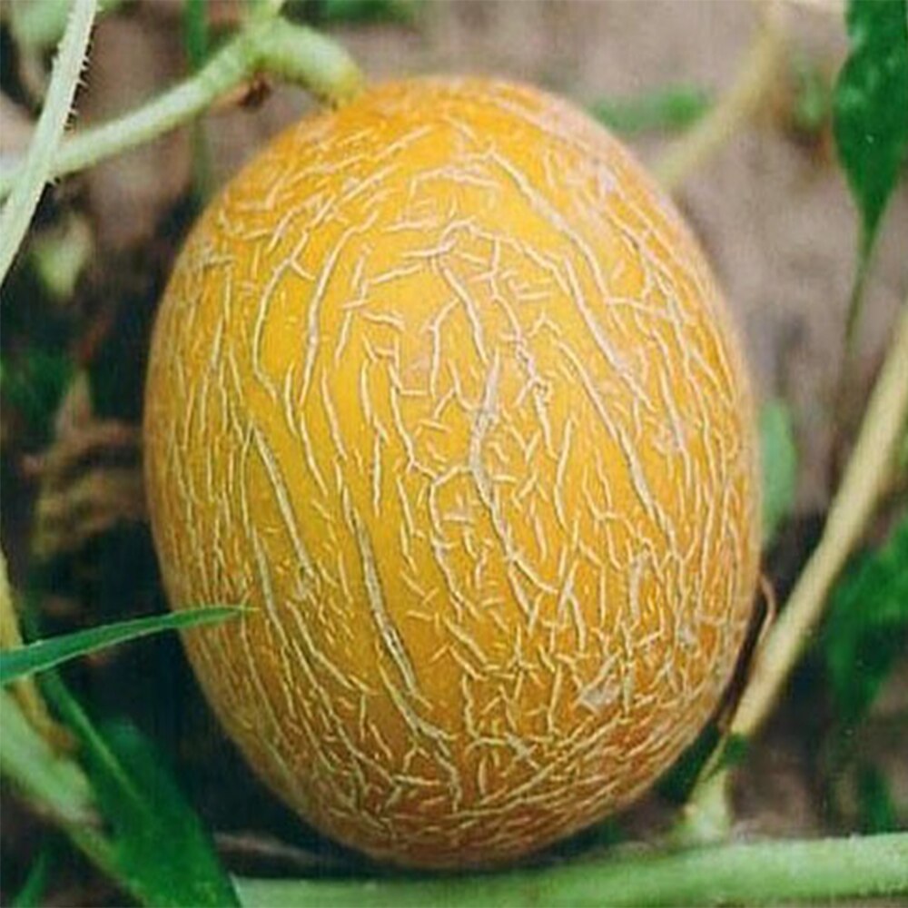 

Семена Дыня Колхозница 10 ШТ