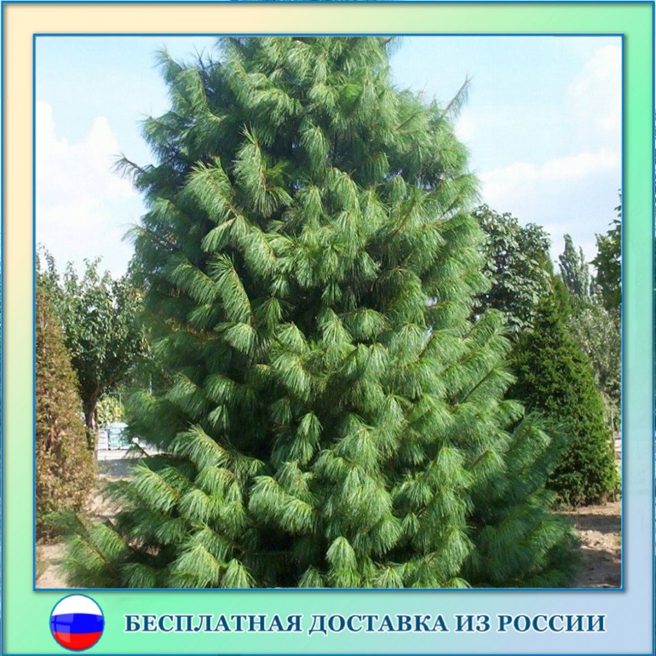 

Сосна гималайская белая семена 10 ШТ