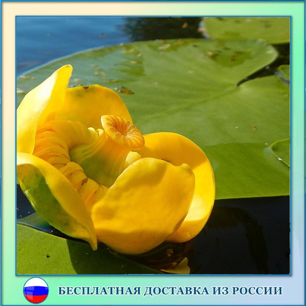 

Кубышка желтая водная лилия семена 10 ШТ