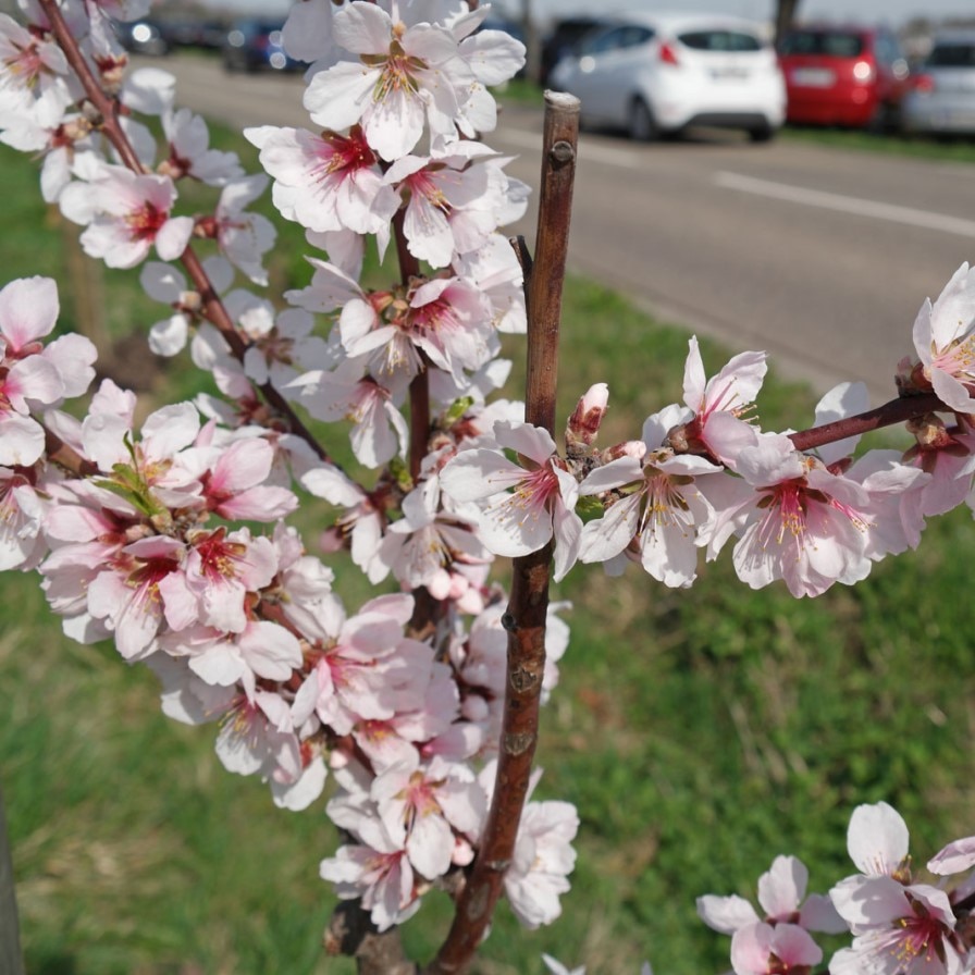 

Миндаль морозостойкий сладкий семена 5 шт.