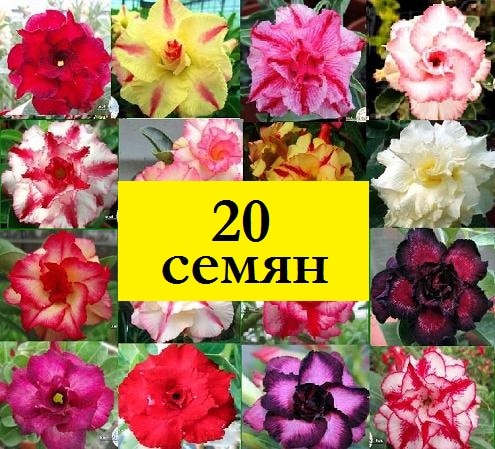 

Адениум obesum adenium смесь Махровые гибриды 20 семян