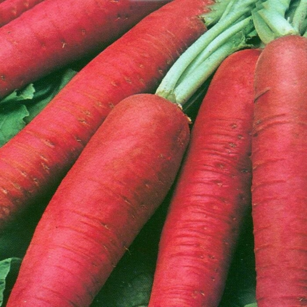 

Семена Редька китайская Ладушка 50 ШТ