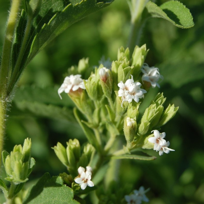 

Стевия Rebaudiana медовая семена 30 шт.