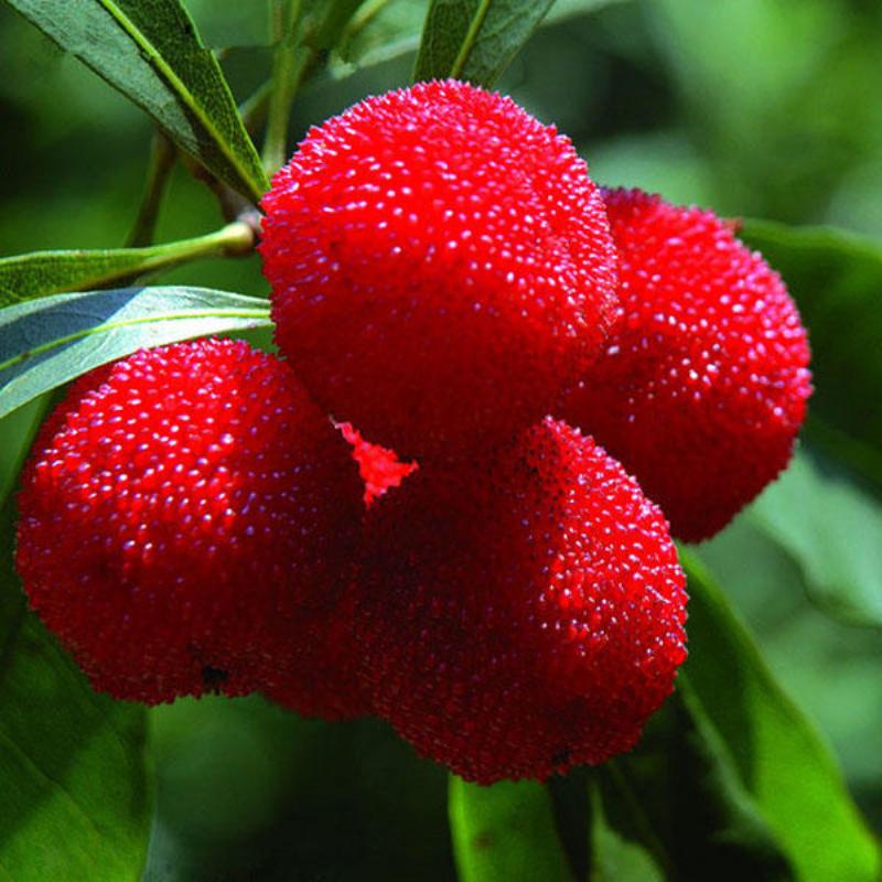 

Восковница красная (MYRICA RUBRA) Семена 10 шт