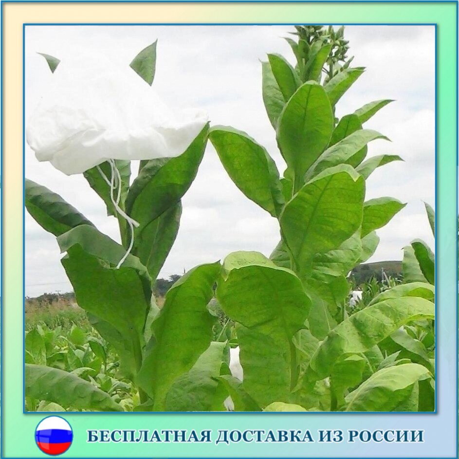 

Табак American 26 семена 300 шт.