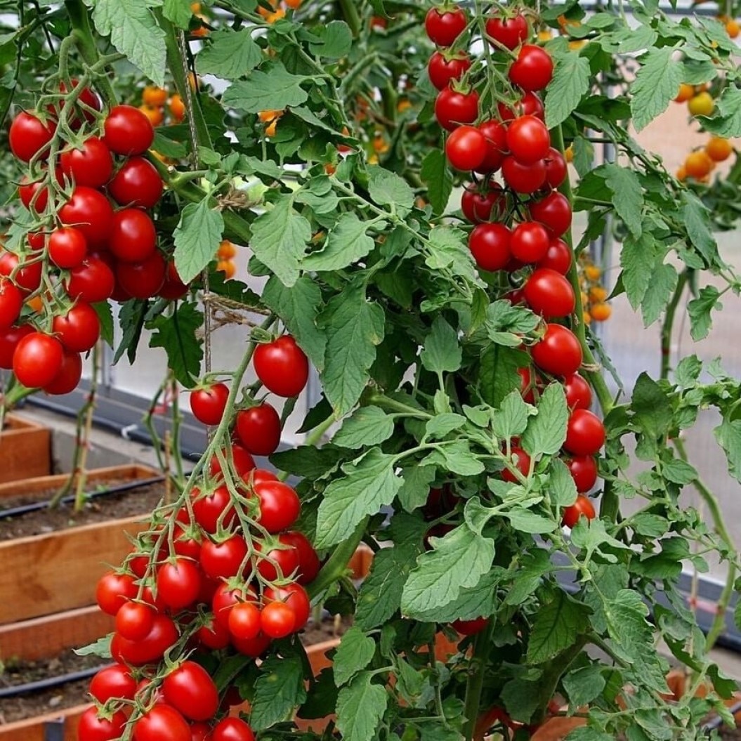 

Семена Томат Балконное чудо 10 ШТ