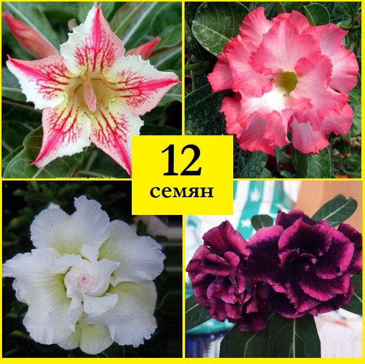 

Адениум obesum набор УДАЧНЫЙ ДЕНЬ12 шт семена адениума