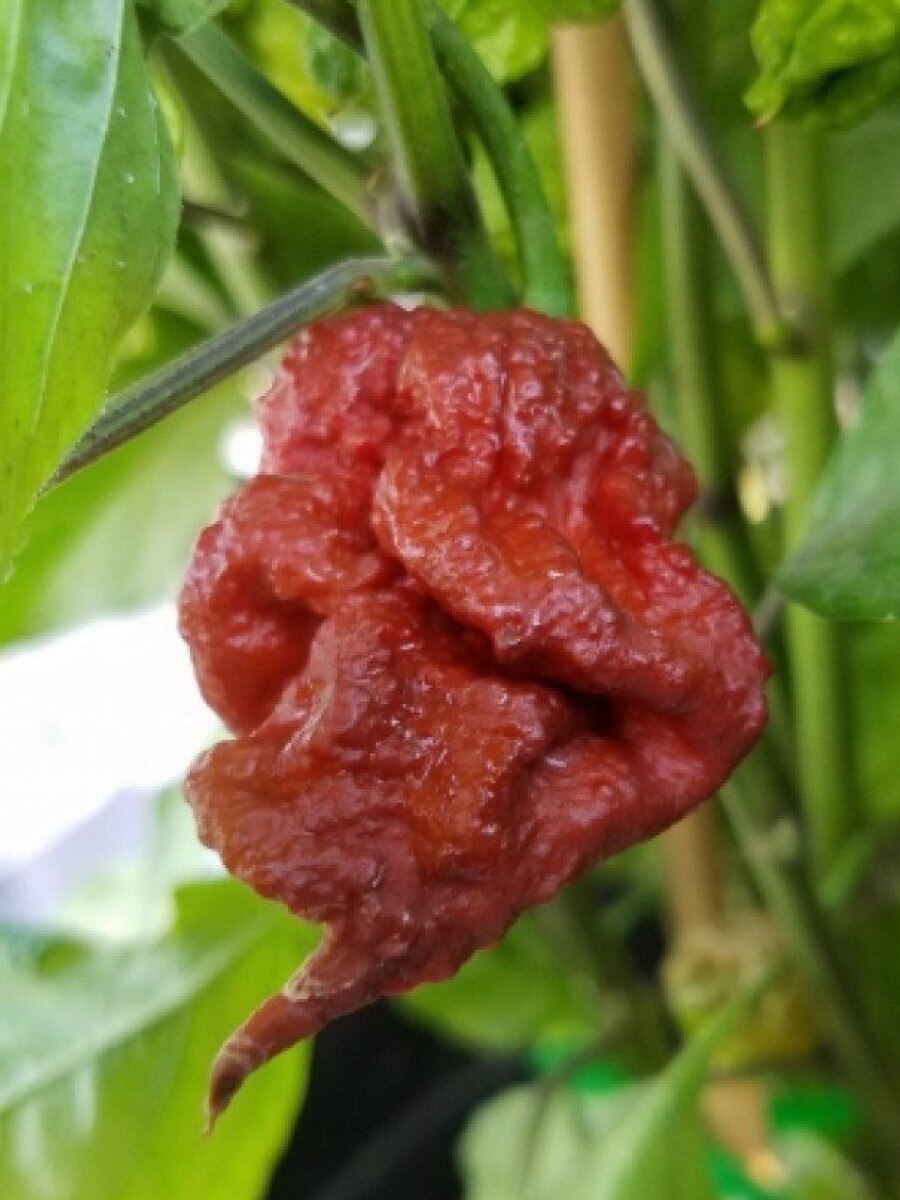 

Семена Острый перец Carolina Reaper chocolate (Каролина Рипер шоколадный), 5 штук