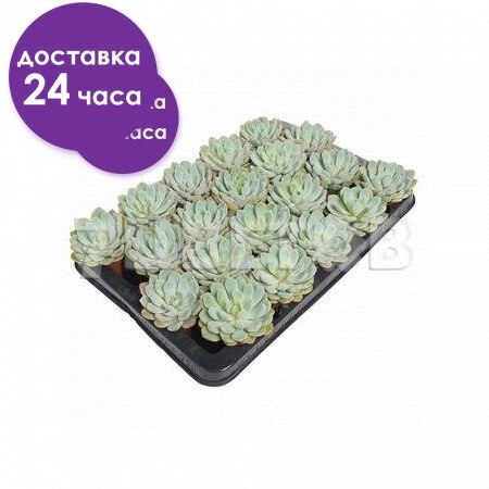 

Эхеверия Аврора, НИДЕРЛАНДЫ