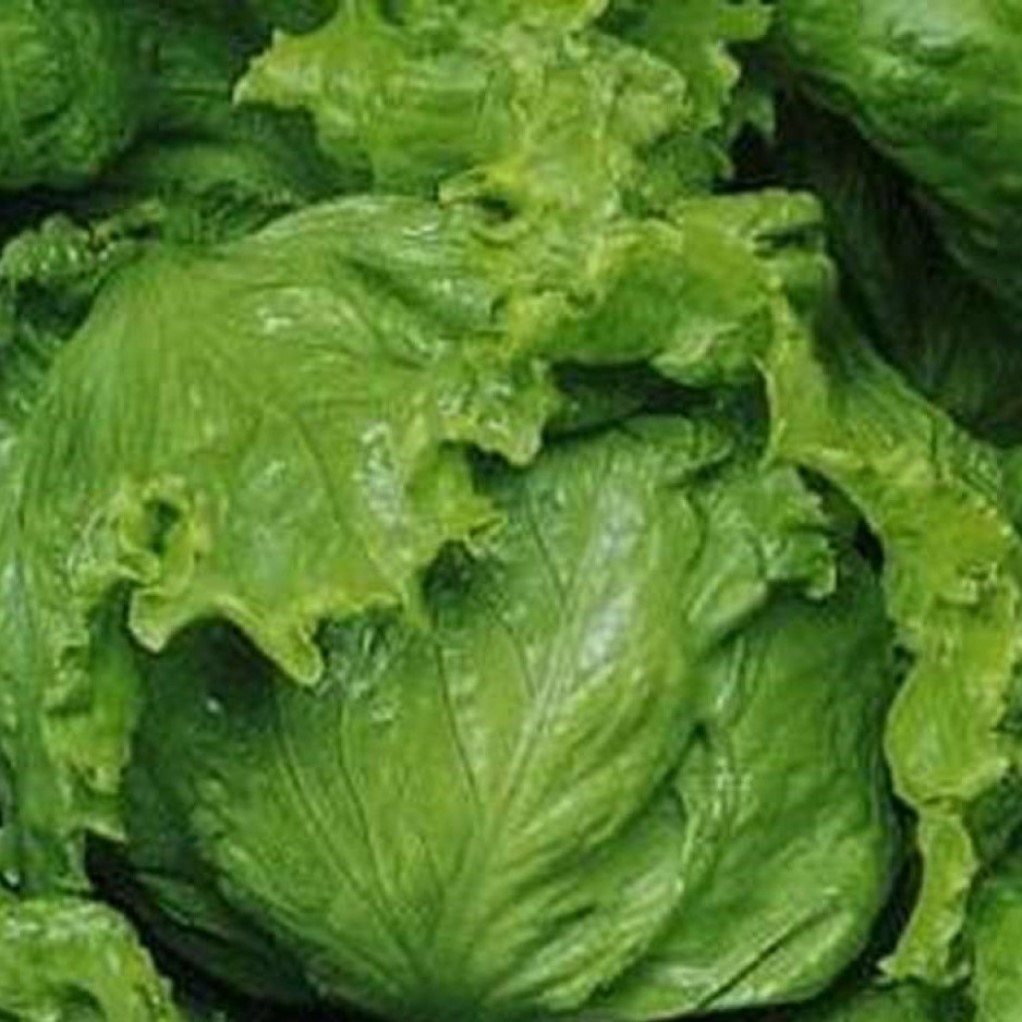 

Семена Салат Тарзан 100 ШТ