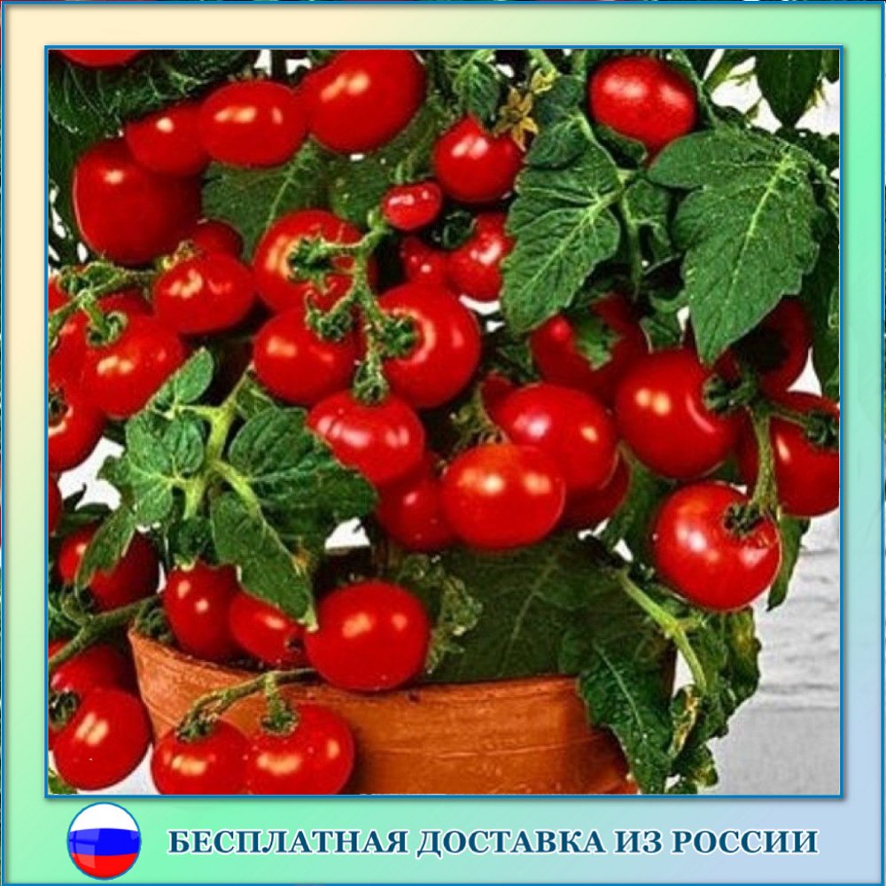 

Томат комнатный Гном семена 10 шт.