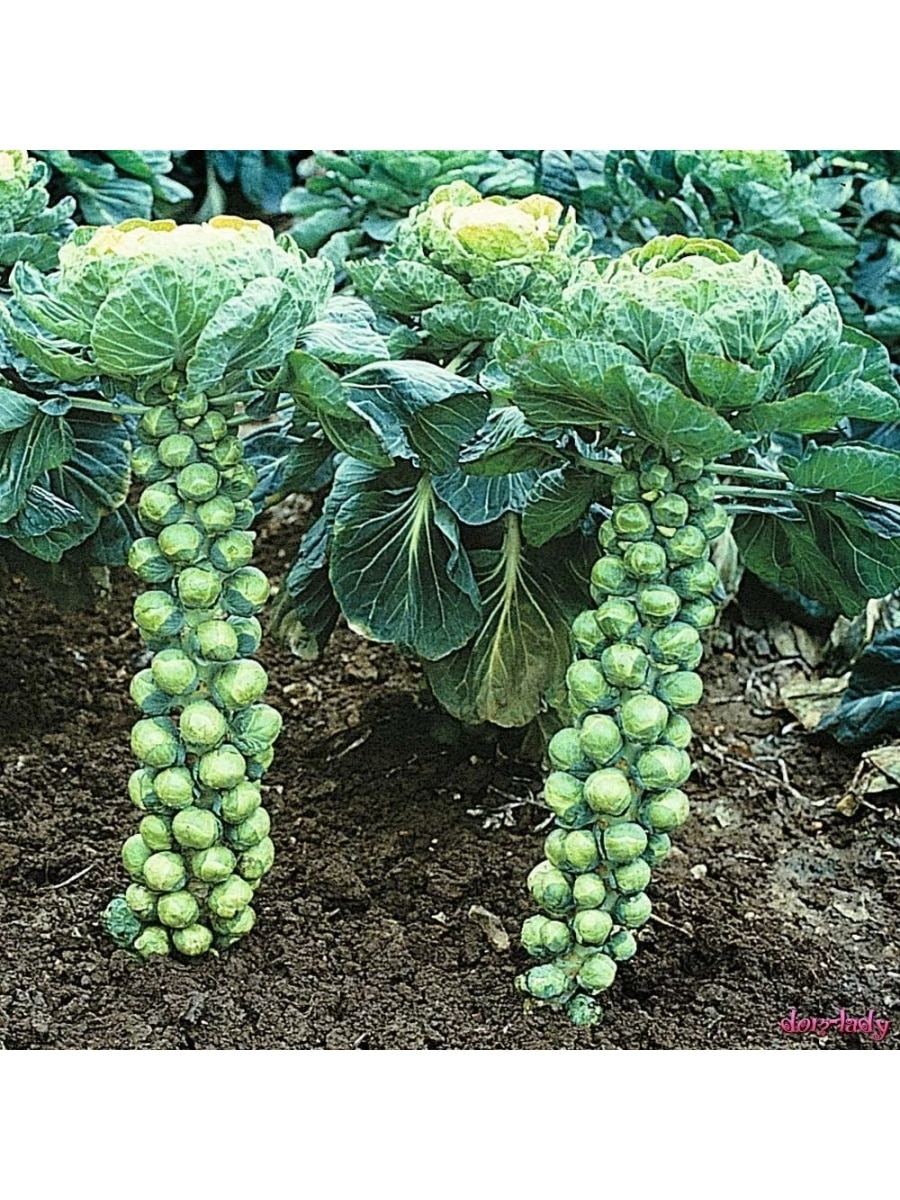 

Семена Капуста Брюссельская "Лонг-Айленд" (5 семян)