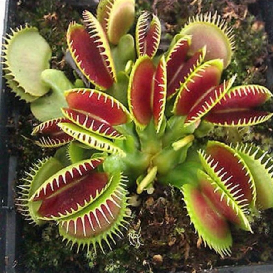 

Венерина мухоловка семена 5 шт.