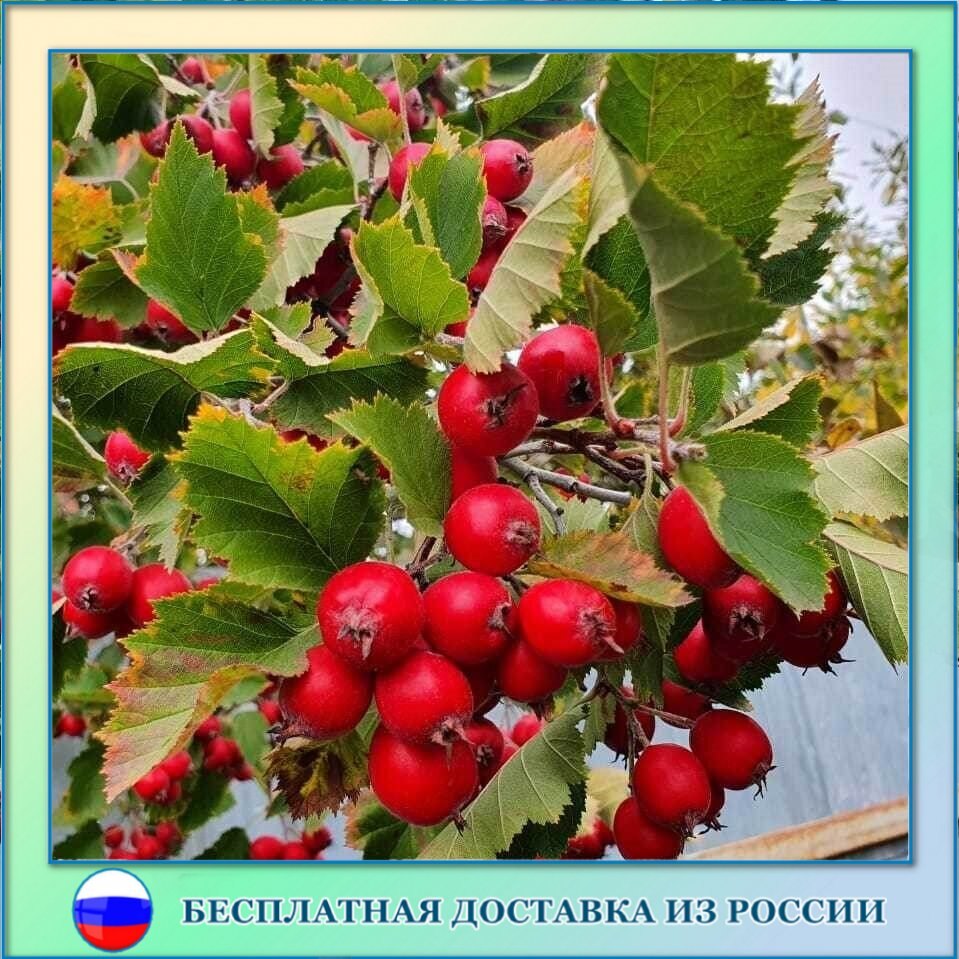 

Боярышник Арнольда крупный семена 50 ШТ