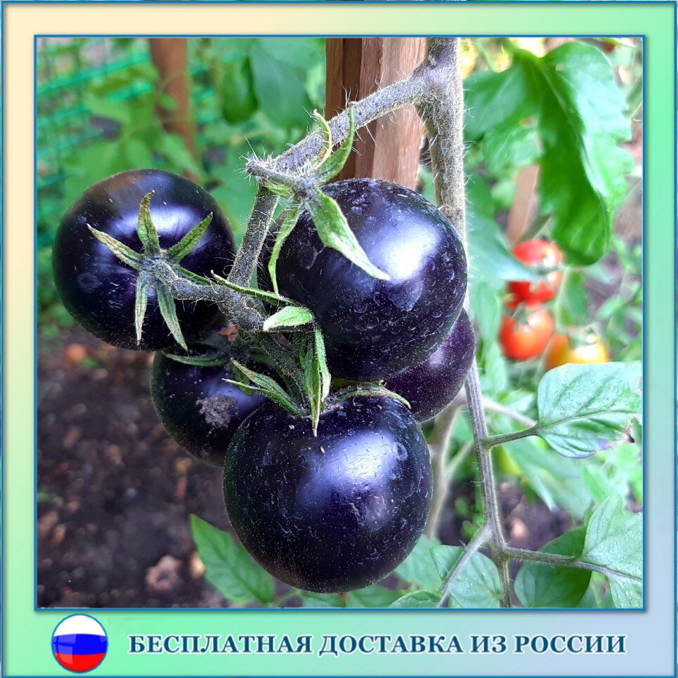 

Томат Королева ночи семена 10 шт.