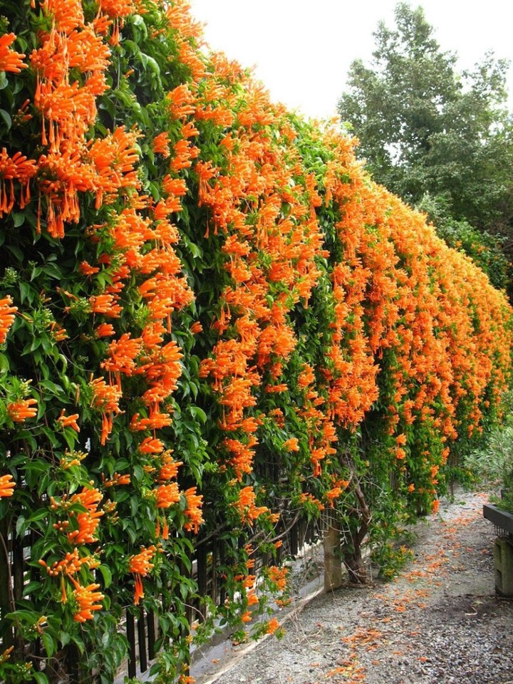 

Семена Кампсис укореняющийся (Campsis radicans), 15 штук